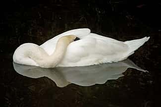 Swan Sleeping While Floating in a Pond