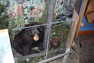 Draper Natural History Museum, Mountain Biome, moving bears to exhibit.