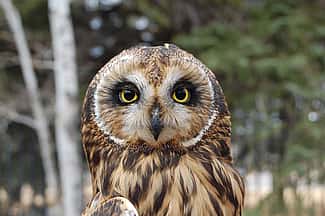 Short-eared owl identification.