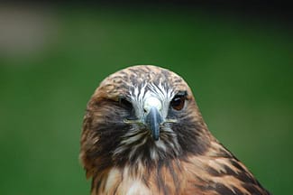 Isham stares winks at the camera at the Greater Yellowstone Raptor Experience.