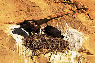 A golden eagle nestling has an urgent call for “food delivery” from its parents. Photo by Golden Eagle Posse member Richard Brady.