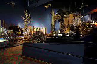 Mountain Meadow habitat in the Draper Natural History Museum.