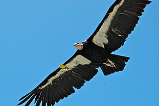 California Condor in Flight