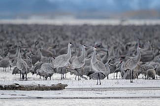 Tall snow covered mountains in central Asia with migrating birds in the foreground.
