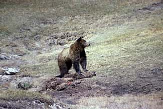 grizzly bear