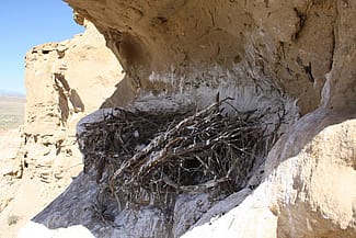 Golden eagle nest