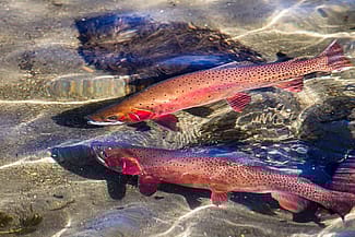 cutthroat trout