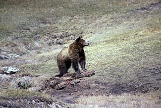 grizzly bear