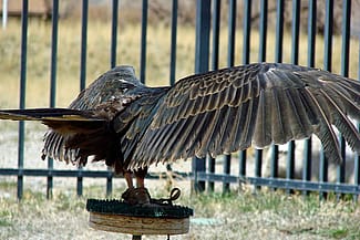 Suli, Our Turkey Vulture, perched with open wings.