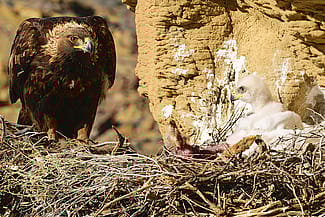 A golden eagle brings prey remains to a nestling. Moosejaw Bravo Photography.