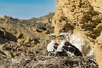 A pair of young golden eagles in a nest. Moosejaw Bravo Photography.