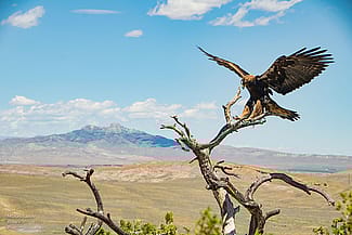 East of Cody, Wyoming, with Heart Mountain as the backdrop, a golden eagle alights on a branch. Moosejaw Bravo Photography.