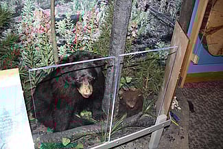 Draper Natural History Museum, Mountain Biome, moving bears to exhibit.