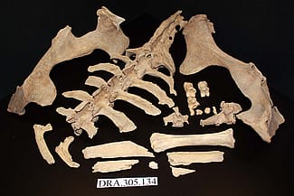 Partial bison skeleton. DRA.305.134