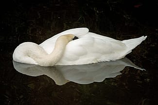 Swan Sleeping While Floating in a Pond