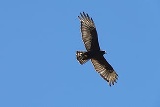 Seen high in the air, the zone-tailed hawk will sometimes be miss-identified as a turkey vulture.