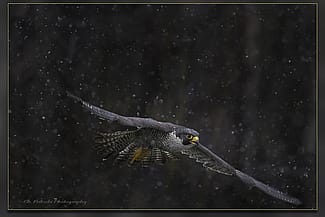 Peregrine Falcon in Flight