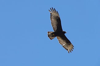 Seen high in the air, the zone-tailed hawk will sometimes be miss-identified as a turkey vulture.
