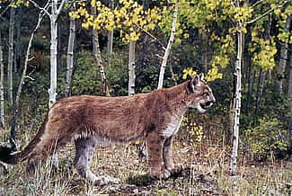 Cougar in Yellowstone National Park, n.d. NPS photo by W.L. Miller.