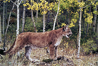 Cougar in Yellowstone National Park, n.d. NPS photo by W.L. Miller.