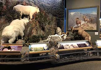 Rocky Mountain Bighorn Sheep. Scientific name: Ovis canadensis. Whole mount DRA.305.10; skeletal mount DRA.305.38