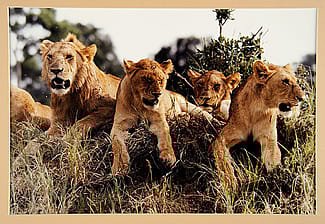 Lions, from "African Perspectives"