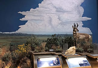 Plains Basin habitat in the Draper Natural History Museum.