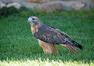 Draper Museum Raptor Experience: Isham the red-tailed hawk