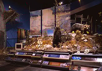 Grizzly bear exhibit, Draper Natural History Museum