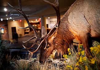Draper Elk