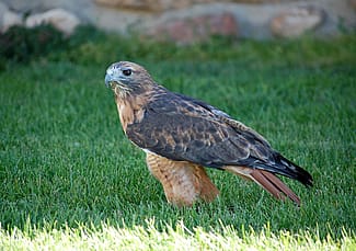 Draper Museum Raptor Experience: Isham the red-tailed hawk