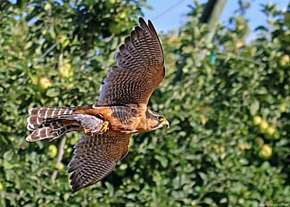 Aplomado Falcon Flying Through an Orchard
