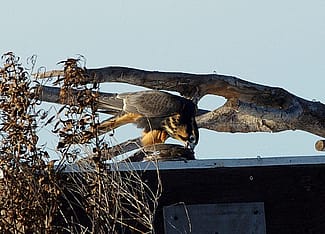 Released Aplomado Falcon Feeding On the Top of a Hack Box
