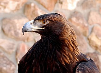 Greater Yellowstone Raptor Experience: Kateri, golden eagle