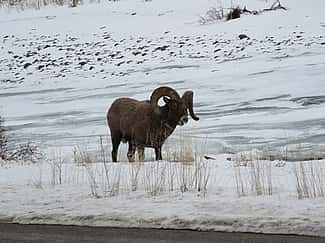 A bighorn ram browses along the side of the Northfork Highway between Cody and the east entrance of Yellowstone National Park.