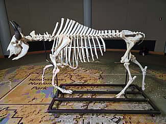 Articulated Bison in the Draper Natural History Museum