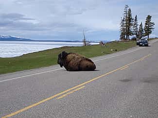 Yellowstone Bison int he Road