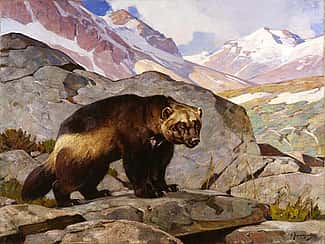 Carl Rungius (1869-1959). Wolverine in a Rocky Mountain Landscape, Alberta, 1919. Oil on canvas, 33.858 x 44.094 inches. Gift of Jackson Hole Preserve, Inc. 16.93.3