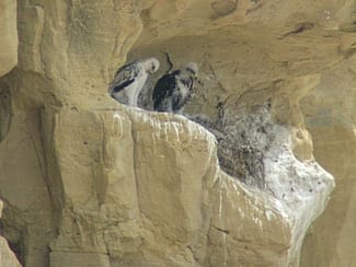 These young eagles are still about two weeks from fledging. photo by R. Hughes