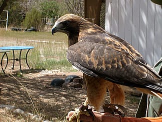 Red-tailed Hawk for our Greater Yellowstone Raptor Experience.