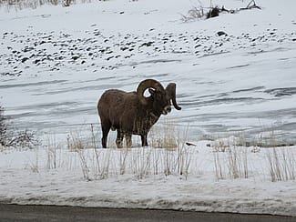A bighorn ram browses along the side of the Northfork Highway between Cody and the east entrance of Yellowstone National Park.
