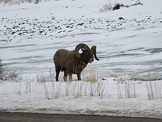 A bighorn ram browses along the side of the Northfork Highway between Cody and the east entrance of Yellowstone National Park.