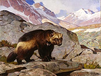 Carl Rungius (1869-1959). Wolverine in a Rocky Mountain Landscape, Alberta, 1919. Oil on canvas, 33.858 x 44.094 inches. Gift of Jackson Hole Preserve, Inc. 16.93.3