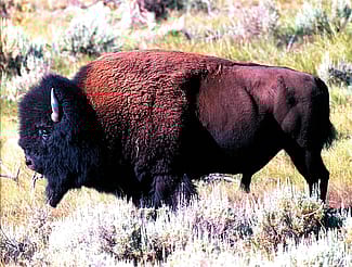 The bison, an icon of the American West, is a main attraction of the Greater Yellowstone Region. Photo by Sean Campbell.