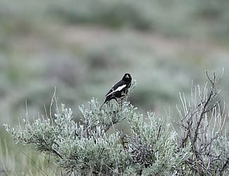 Lark bunting