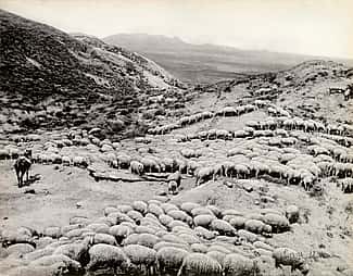 Hot sheep in the Powder River badlands near Broadus, Montana, 1884. L.A. Huffman Collection. MS 100 L.A. Huffman Collection, McCracken Research Library. P.100.3055