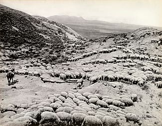 Hot sheep in the Powder River badlands near Broadus, Montana, 1884. L.A. Huffman Collection. MS 100 L.A. Huffman Collection, McCracken Research Library. P.100.3055