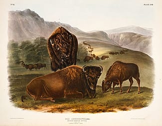 John James Audubon (1785–1851). Printed by J.T. Bowen (1801 – 1856). “Bos Americanus," 1845–1848. Plate LVII, hand-colored lithograph on paper, 21 3/16 x 27 1/4 inches. Whitney Purchase Fund. 9.87