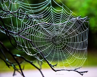 IntDemonstrates that spider webs are part of the topic..