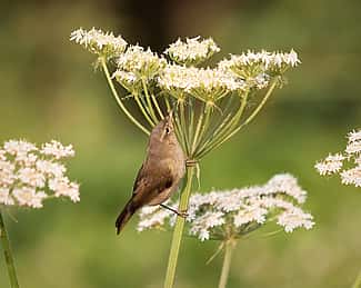 Chiffchaff Gleaning for Insects